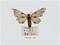 藏品(臺灣枝背舟蛾)的圖片